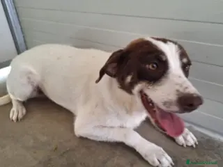 Meticcio cani Lillo quasi 3anni tg media cresce in canile.COSENZ - Annuncio 22