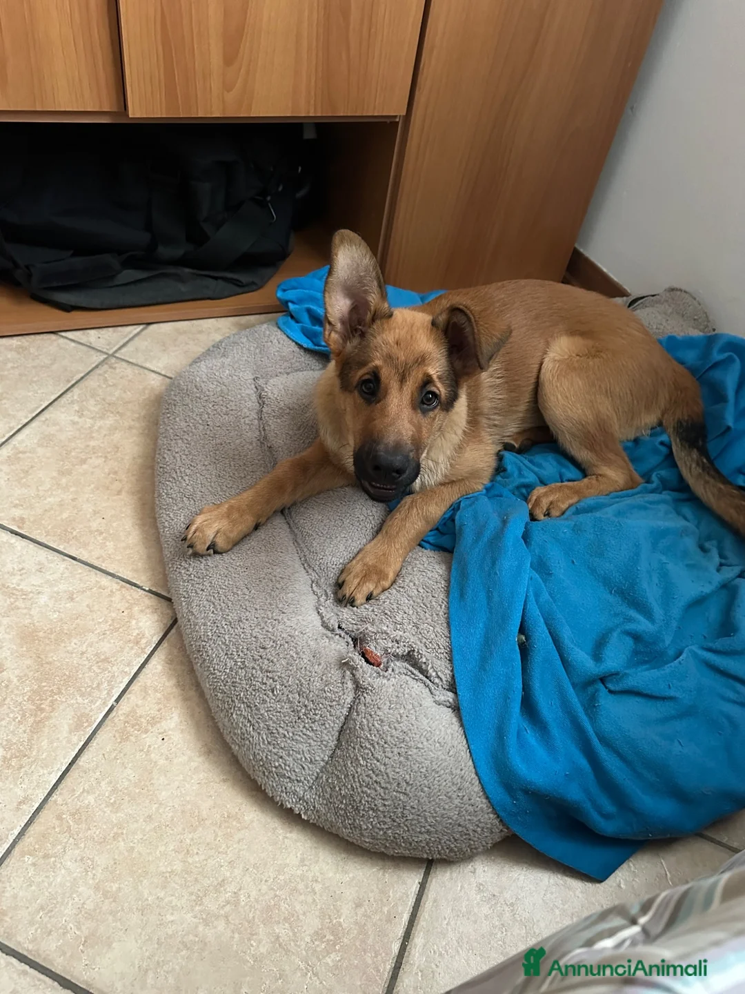 Pastore Belga cani in regalo: regalo cucciolo malinois, australiano incrocio a Provincia di Reggio Emilia - Annuncio 1