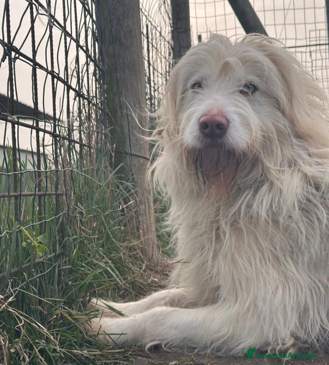 Meticcio cani in regalo: TRADITO DA CHI AMAVA! 2 ANNI a Provincia di Ferrara - Annuncio 1