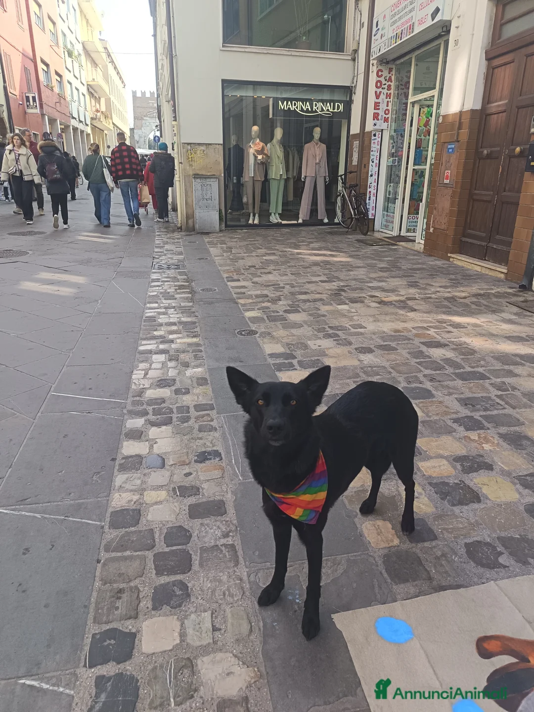 Pastore della Lessinia e del Lagorai cani per accoppiamento: Cerco LAGORAI MASCHIO per accoppiamento a Provincia di Rimini - Annuncio 2