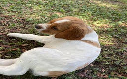 Breton cani in vendita: 2 cuccioli maschi Breton  a Provincia di Ferrara - Immagine 2