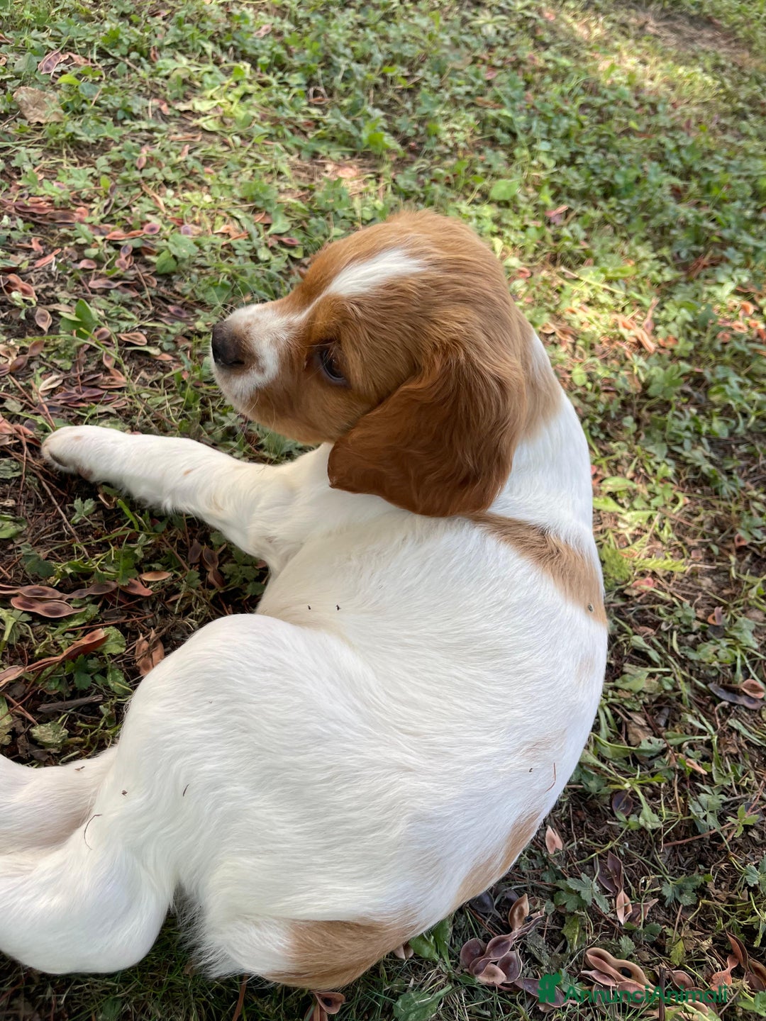 Breton cani in vendita: 2 cuccioli maschi Breton  a Provincia di Ferrara - Immagine 2