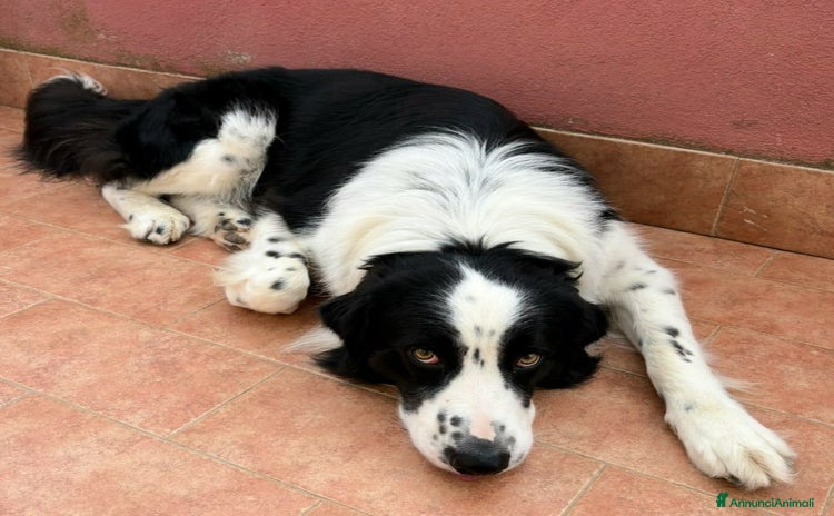 Meticcio cani Lillo 3 anni Taglia grande - Annuncio 8