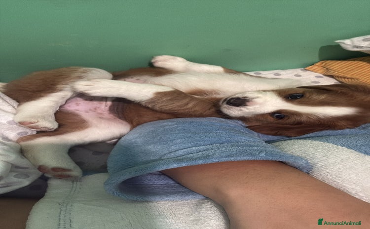 Meticcio gatti - Annuncio 12