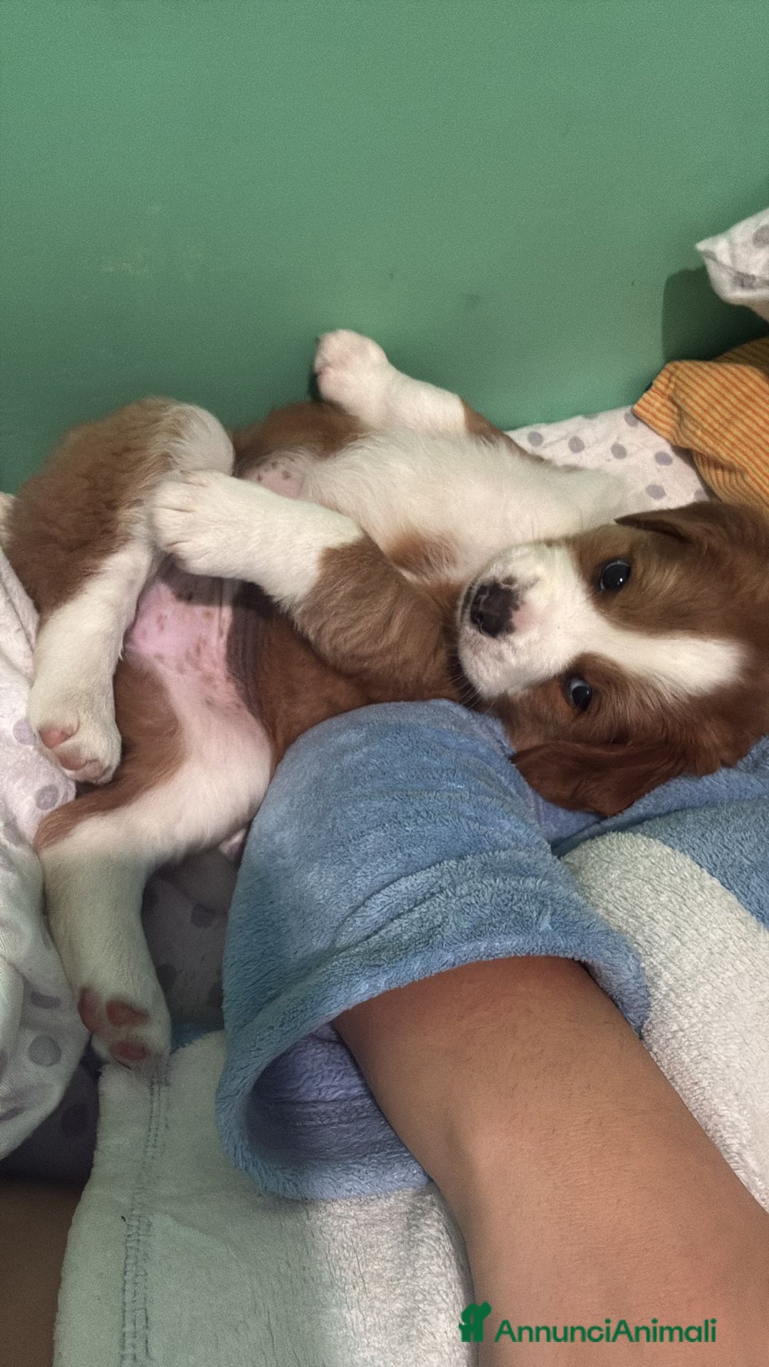 Meticcio gatti in regalo: Regalo - Annuncio 1