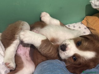 Meticcio gatti Regalo - Annuncio 28