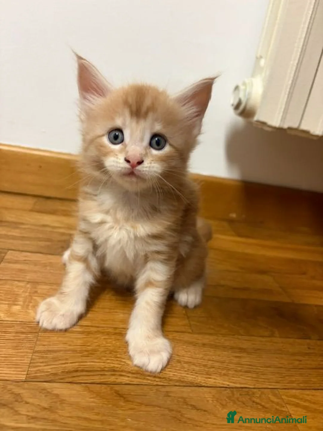 Maine Coon gatti in vendita: Splendidi cuccioli di Maine Coon disponibili 🐾 - Annuncio 3