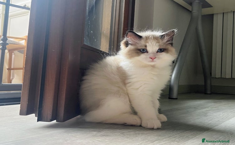 Ragdoll gatti a Città metropolitana di Milano - Annuncio 2