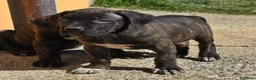 Cane Corso cani in vendita: Meravigliosi cuccioli di Cane Corso  - Annuncio 6