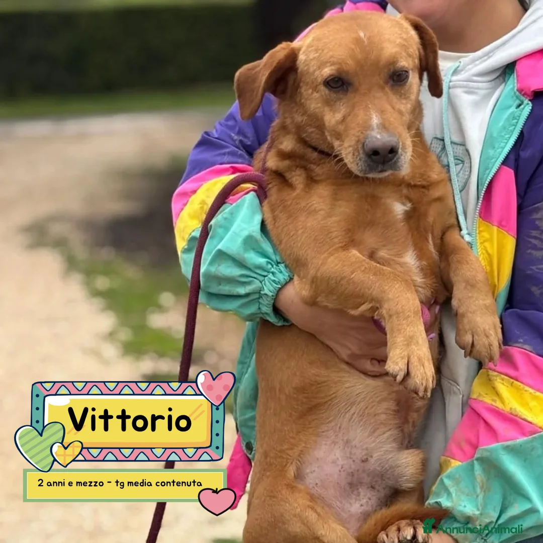 Meticcio cani in regalo: VITTORIO cagnolino 2 anni e mezzo  cerca casa  - Annuncio 1