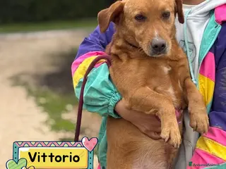 Meticcio cani VITTORIO cagnolino 2 anni e mezzo cerca casa - Annuncio 35