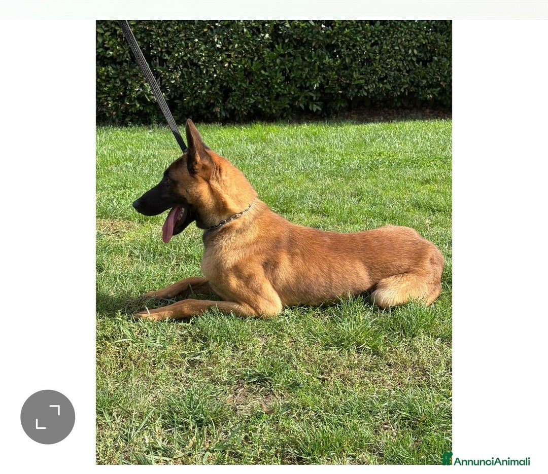 Pastore Belga cani in vendita: Belga malenois  - Annuncio 3