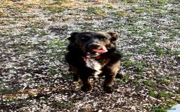 Meticcio cani in regalo: Mango a Provincia di Treviso - Immagine 5