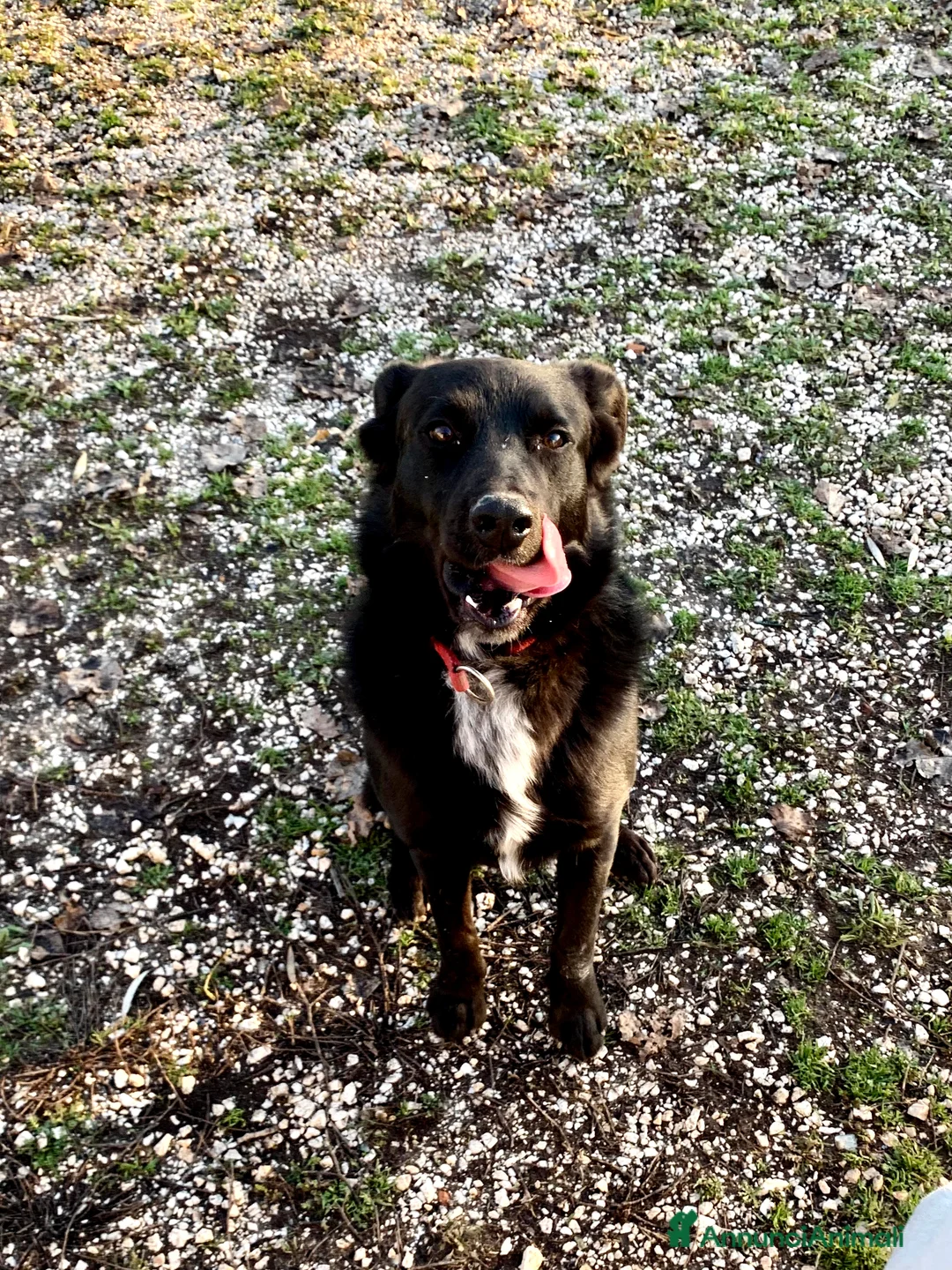 Meticcio cani in regalo: Mango a Provincia di Treviso - Annuncio 5