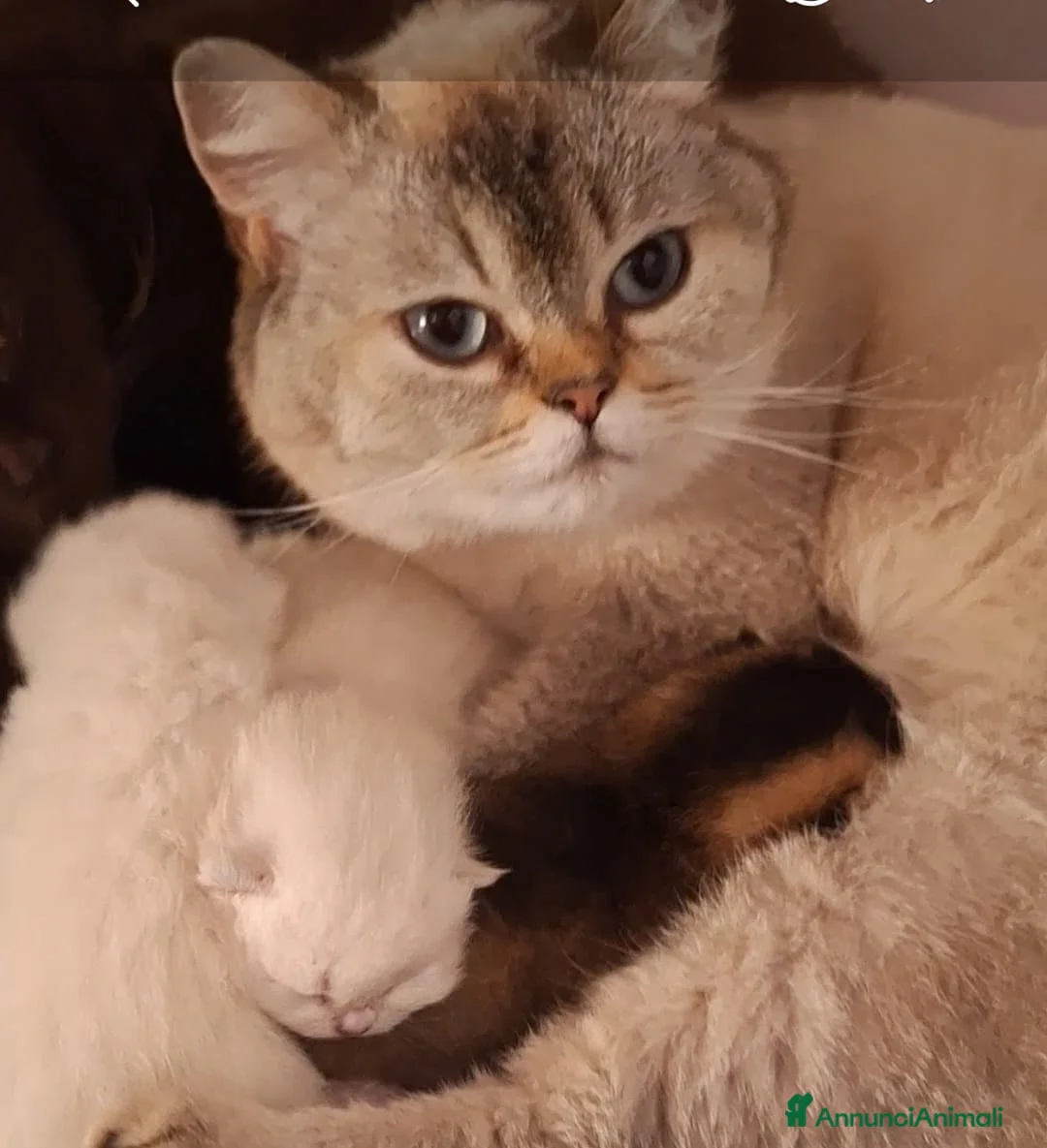 Scottish gatti in vendita: Scottish Fold campania con pedigree  - Annuncio 2