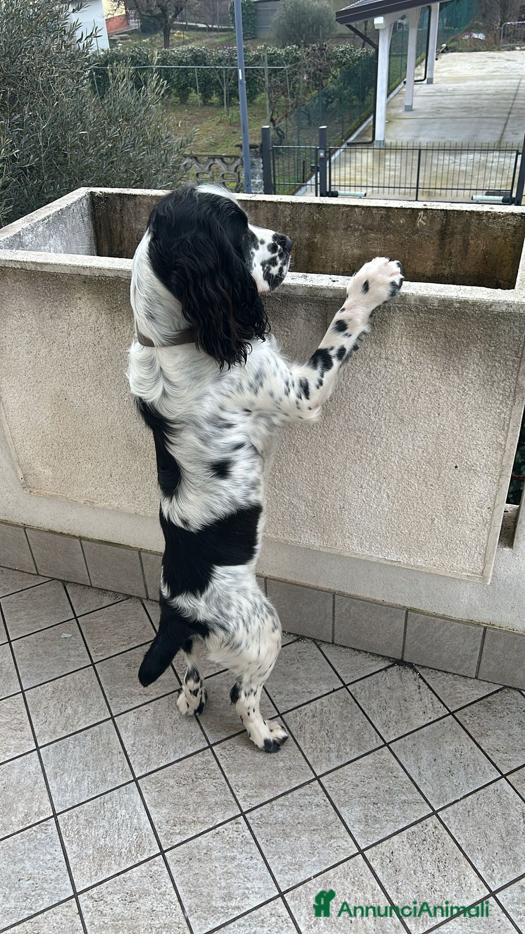 Cocker cani per accoppiamento: Cocker Spaniel Inglese da Monta - Annuncio 5