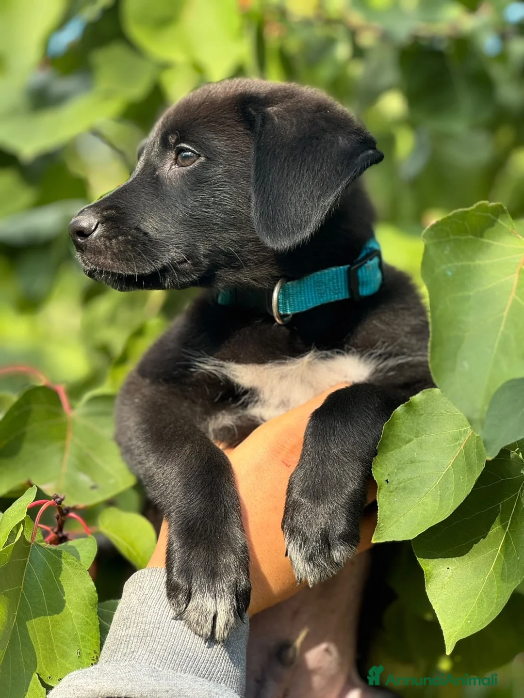 Meticcio cani in regalo: Eren cucciolo simil Labrador  a Città metropolitana di Milano - Annuncio 2