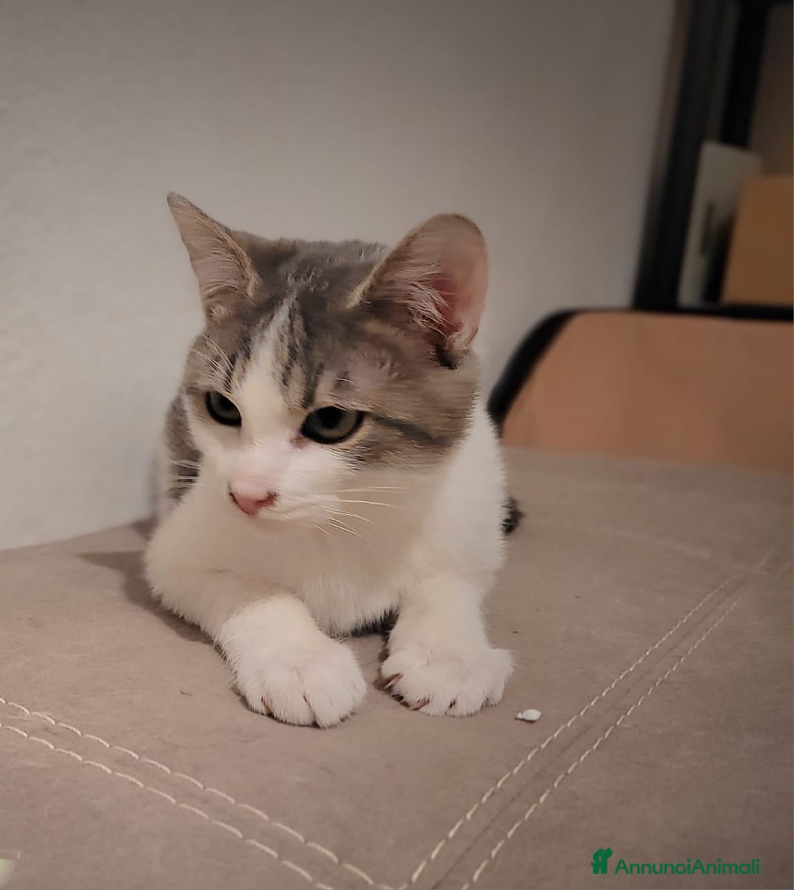 Meticcio gatti Tommy micio dolcissimo - Annuncio 2