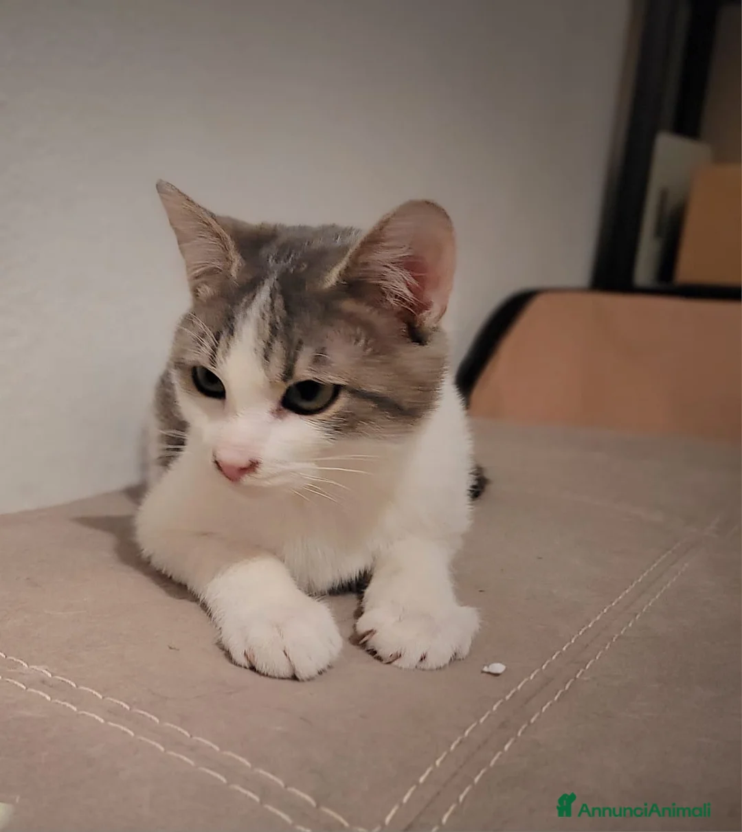 Meticcio gatti in regalo: Tommy micio dolcissimo - Annuncio 2