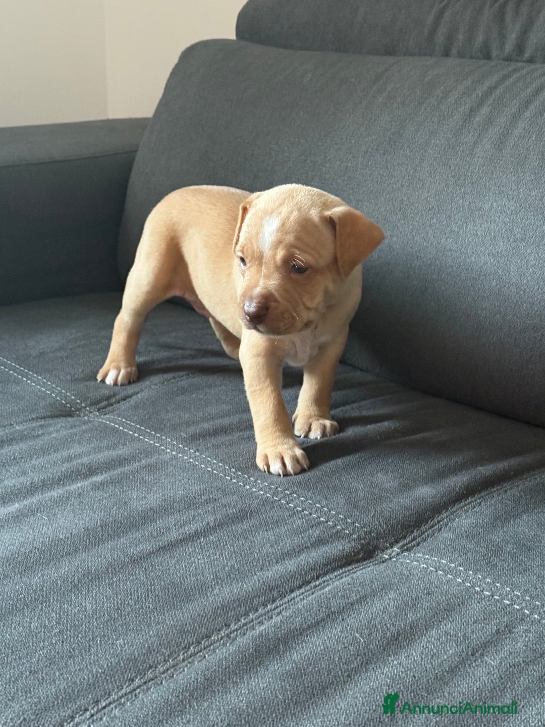 Pitbull cani in vendita: Pitbull red nose ukc - Annuncio 2