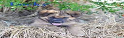 Meticcio cani in regalo: Locky ed Elvis dolcissimi cuccioli in adozione - Annuncio 9