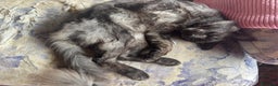 Maine Coon gatti per accoppiamento: Stallone Black smoke Maine Coon Per accopiamento a Provincia di Brescia - Annuncio 14