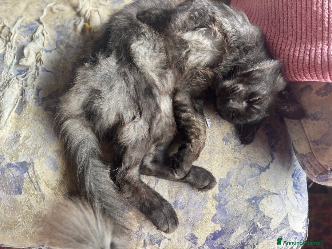 Maine Coon gatti per accoppiamento: Stallone Black smoke Maine Coon Per accopiamento a Provincia di Brescia - Annuncio 14