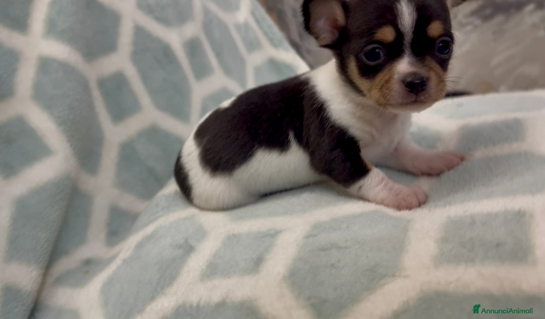 Chihuahua cani in vendita: Chihuahua  - Annuncio 16