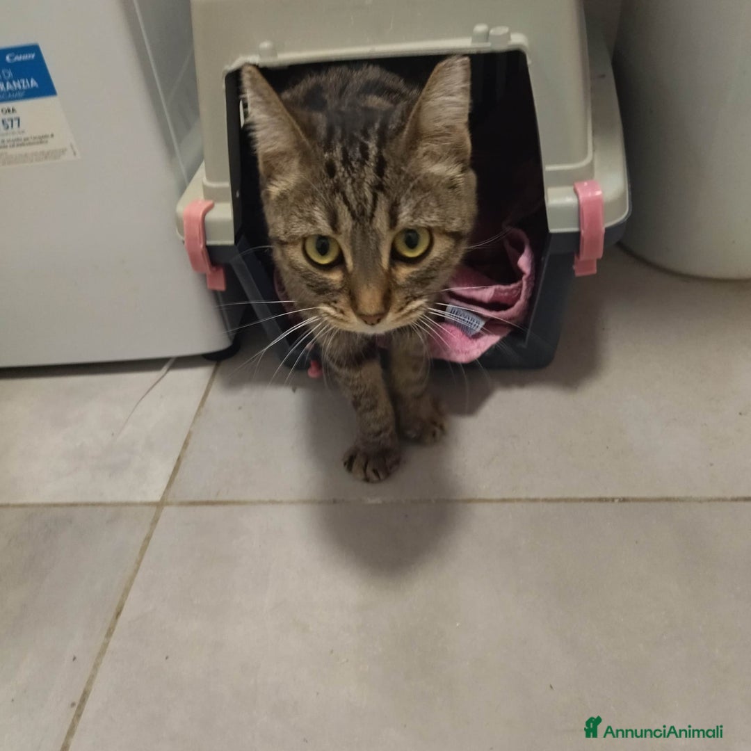 Europeo gatti in regalo: MICETTA SUPER AFFETTUOSA - Annuncio 4