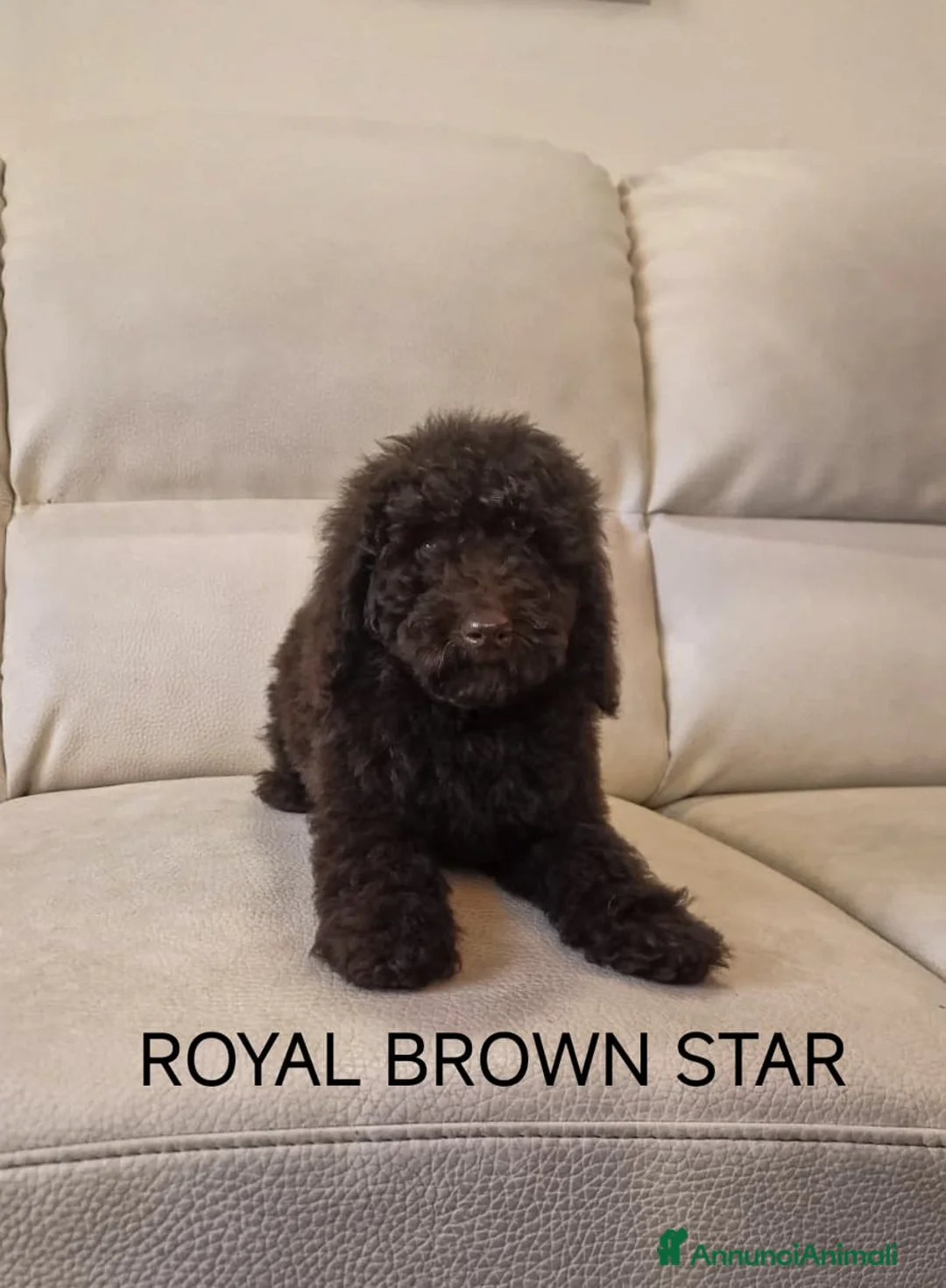 Barbone cani in vendita: Barboncino Toy e nano - Annuncio 4