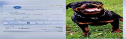 Rottweiler cani in vendita: Cuccioli rottweiler  - Annuncio 6