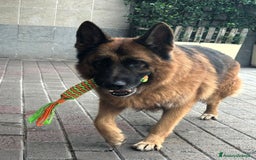 Pastore Tedesco cani in regalo: IBRA PASTORE TEDESCO - Immagine 7