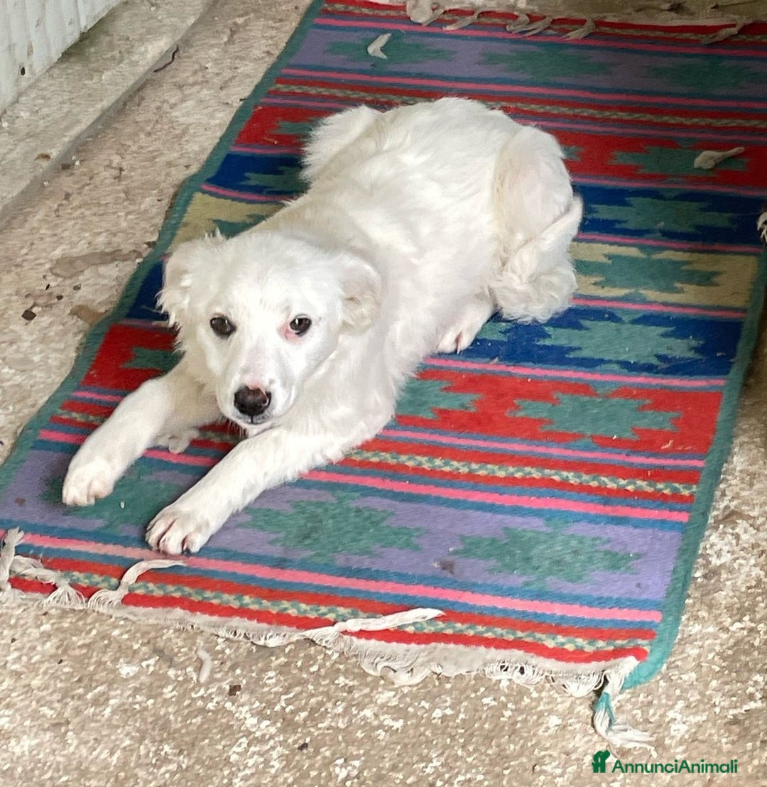 Meticcio cani in regalo: SOS SOS SOS CROSTATINA a Provincia di Forlì-Cesena - Immagine 2
