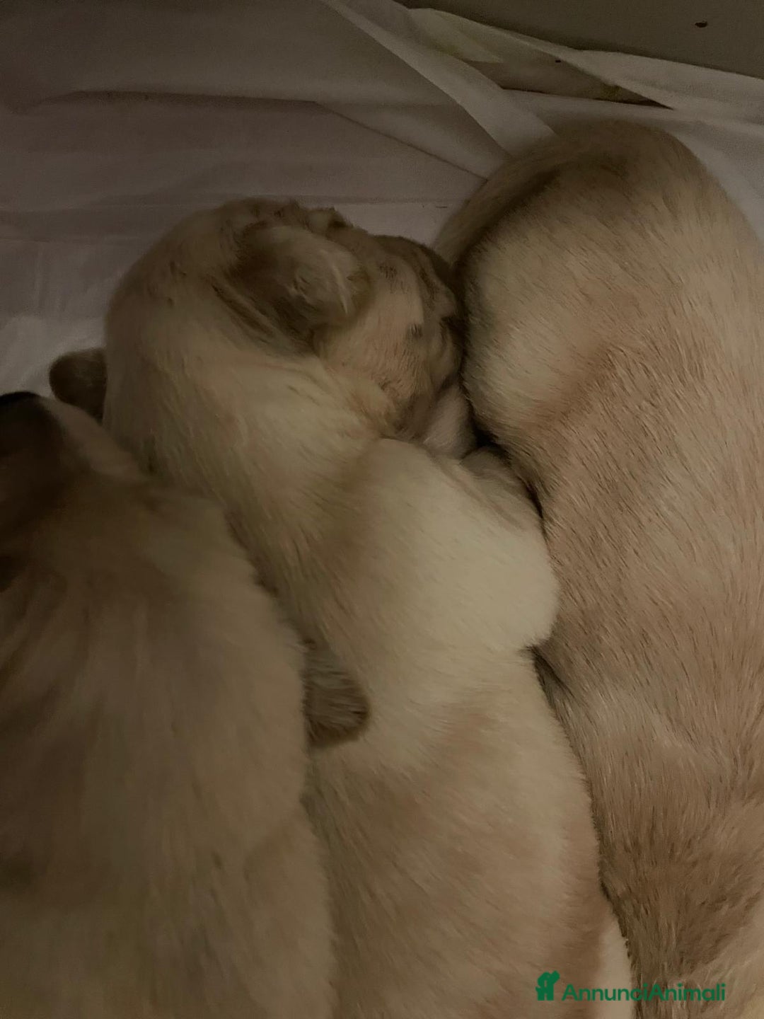 Golden Retriever cani in vendita: 🐾 CUCCIOLI DI GOLDEN RETRIEVER - Annuncio 4