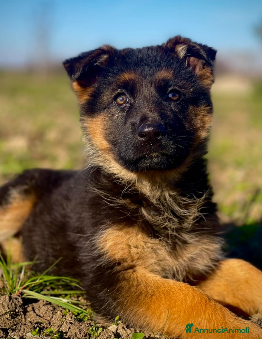 Pastore Tedesco cani in vendita: cuccioli di pastore tedesco - Annuncio 6