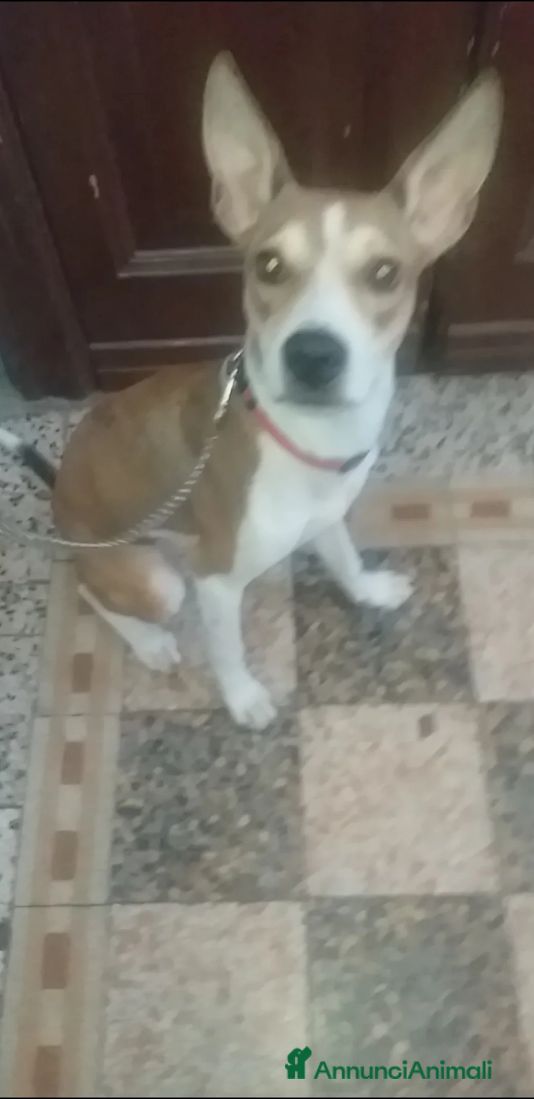 Altre razze cani in regalo: CUCCIOLA - Annuncio 2