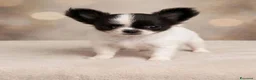 Chihuahua cani in vendita: Maschietto pelo lungo  - Annuncio 9