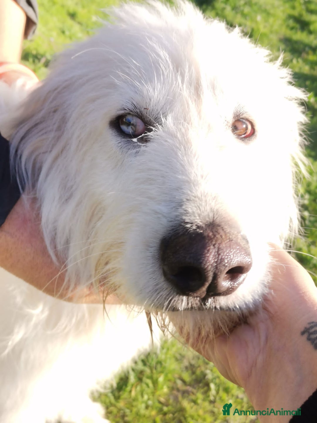 Altre razze cani in regalo: scooby du - Annuncio 4