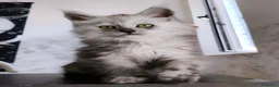 Maine Coon gatti in vendita: Cucciola Maine Coon Black smoke  - Annuncio 4