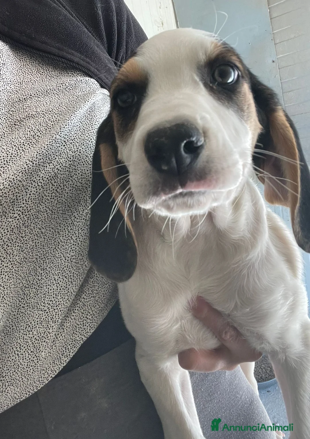 Meticcio cani in regalo: SPLENDIDE CUCCIOLOTTE - Annuncio 2