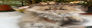 Persiano 3