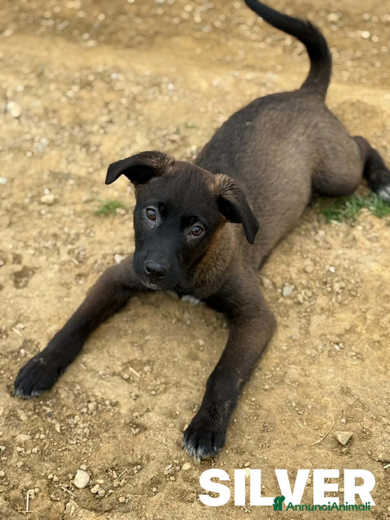 Meticcio cani in regalo: SILVER & STEEL, cuccioli dal manto argenteo!  - Annuncio 11