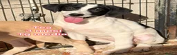 Meticcio cani in regalo: SALVA UN CUCCIOLO!!! a Provincia di Reggio Emilia - Annuncio 9
