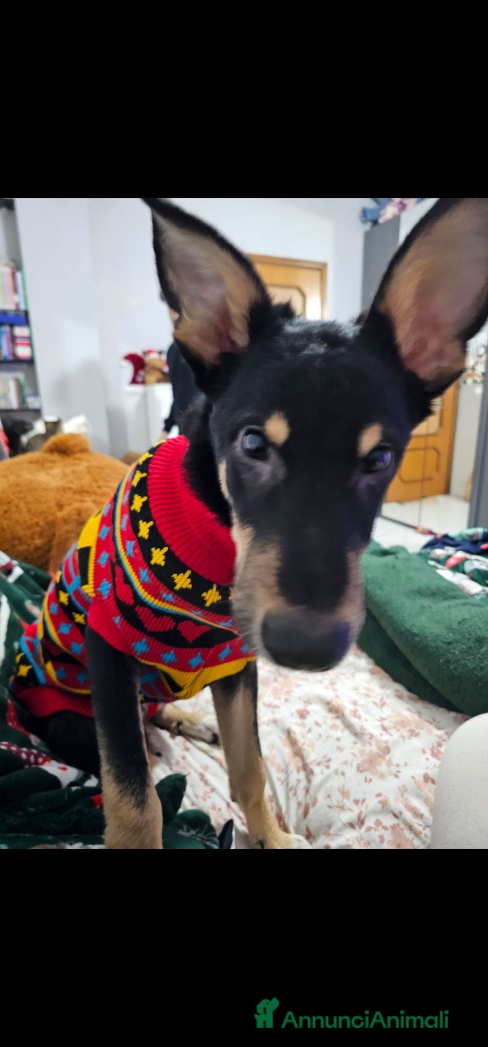 Meticcio cani rocky - Annuncio 6