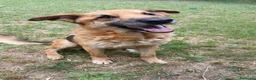 Meticcio cani in regalo: Adozione del cuore King 8 anni - Annuncio 2