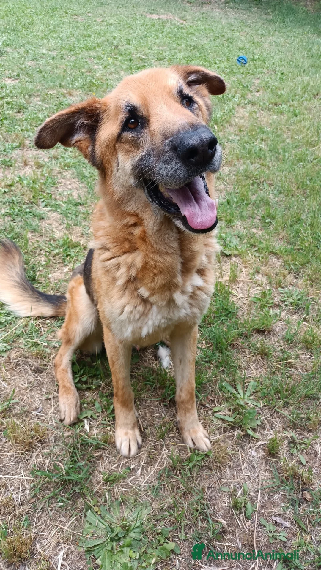 Meticcio cani in regalo: Adozione del cuore King 8 anni - Annuncio 2