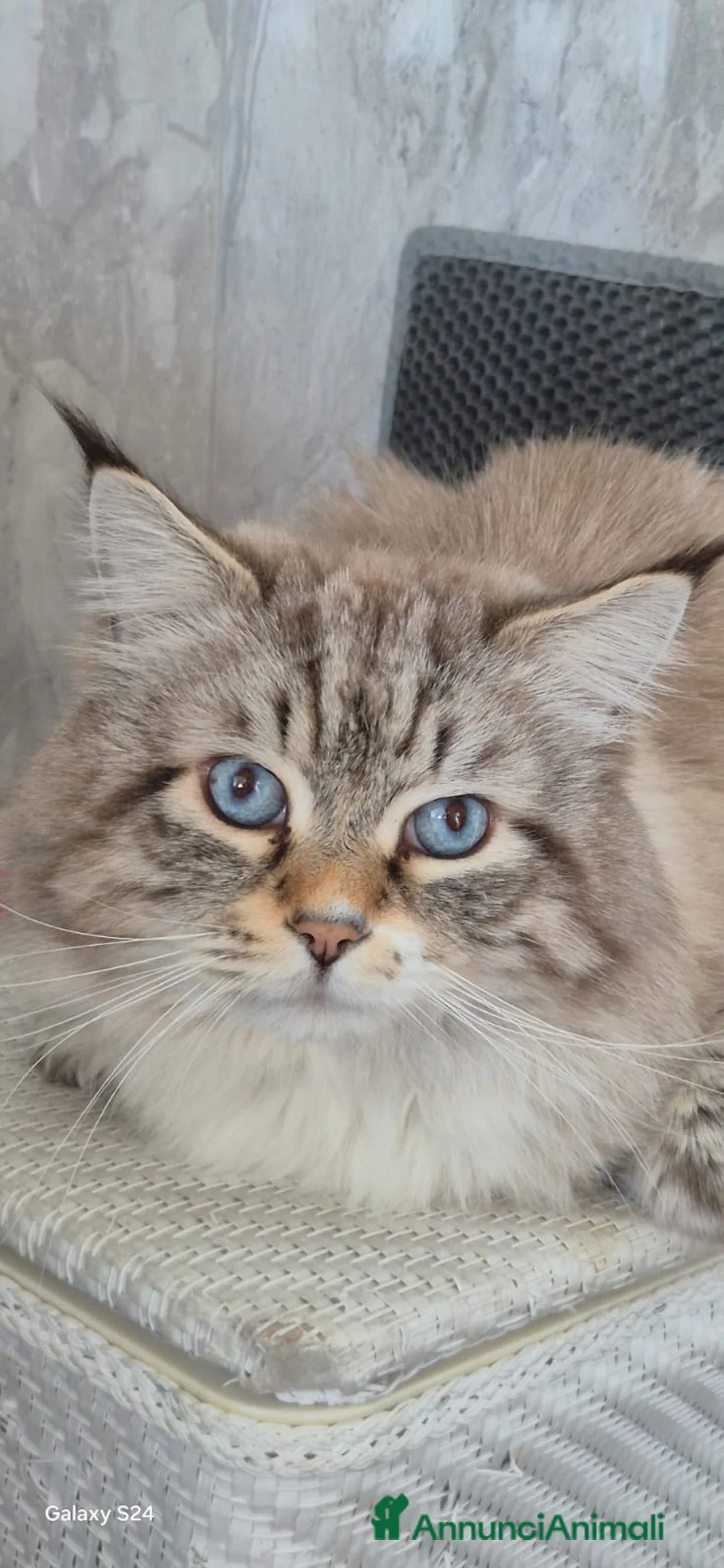 Siberiano gatti in vendita: Si prenotano cuccioli di siberiano con pedigree a Provincia di Terni - Annuncio 2