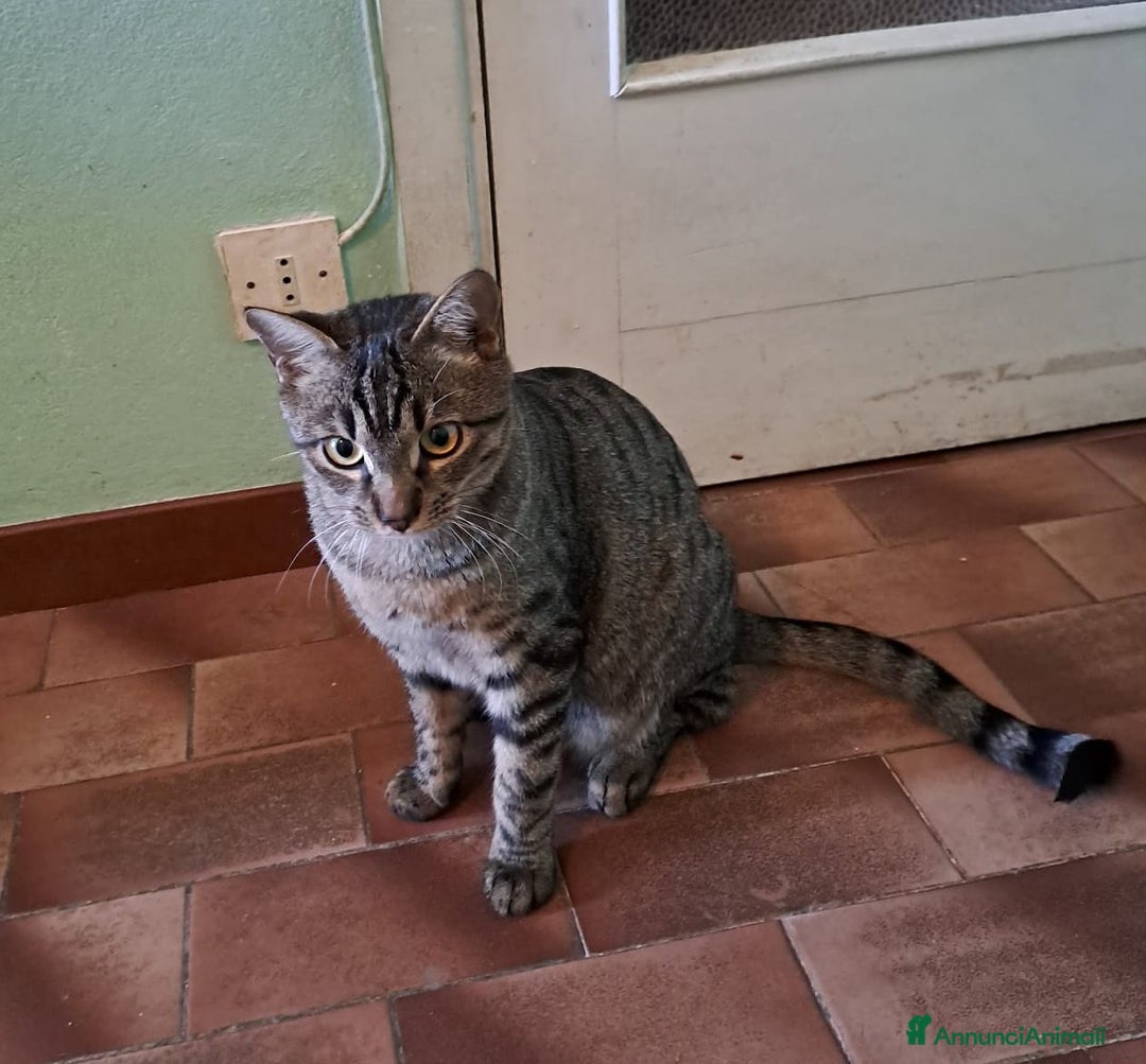 Europeo gatti in regalo: GRACE e KEVIN, teneri gattini in adozione! - Annuncio 6