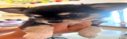 Chihuahua cani in vendita: CHIHUAHUA PELO LUNGO a Provincia di Brindisi - Annuncio 2