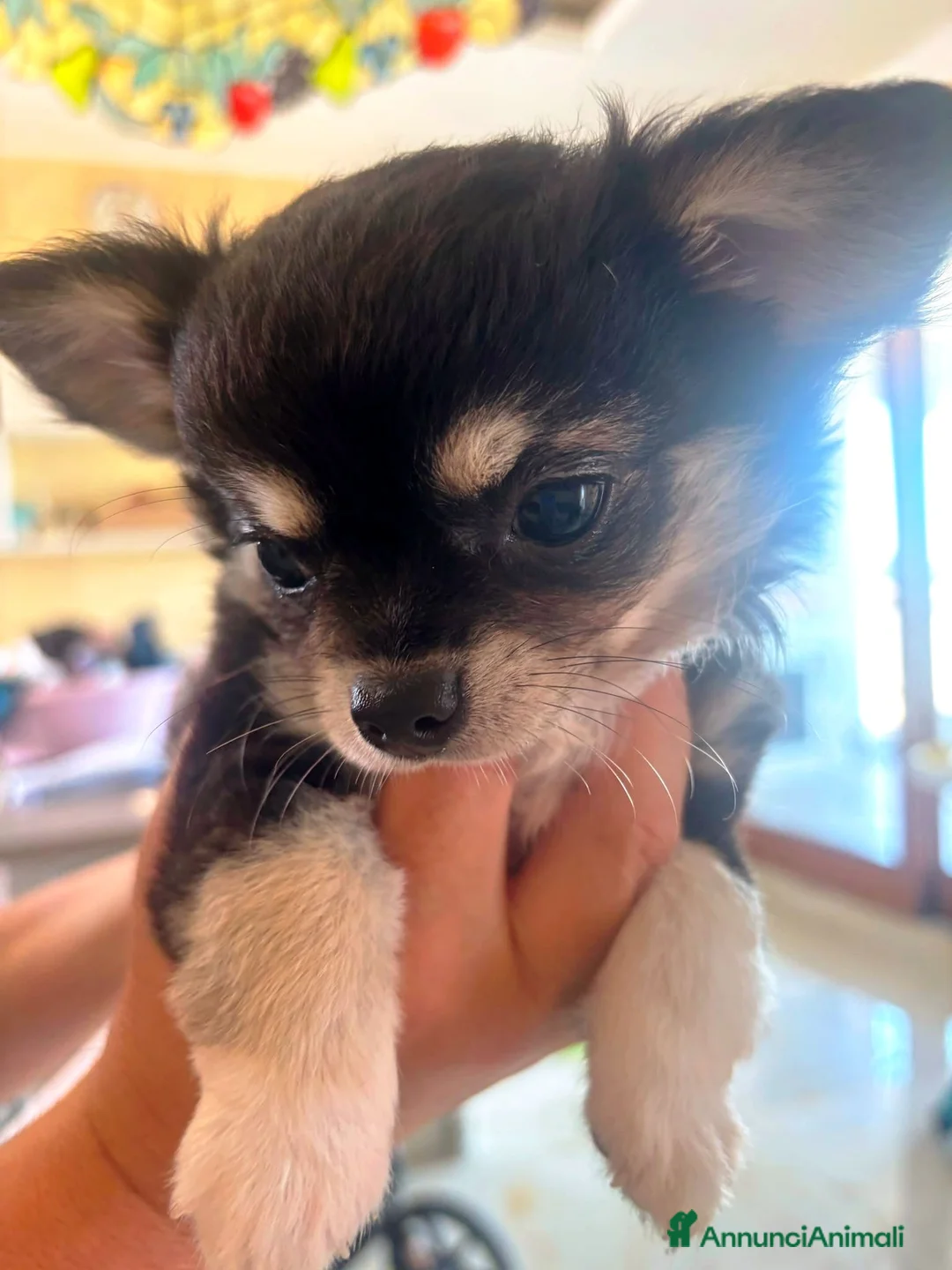 Chihuahua cani in vendita: CHIHUAHUA PELO LUNGO a Provincia di Brindisi - Annuncio 2